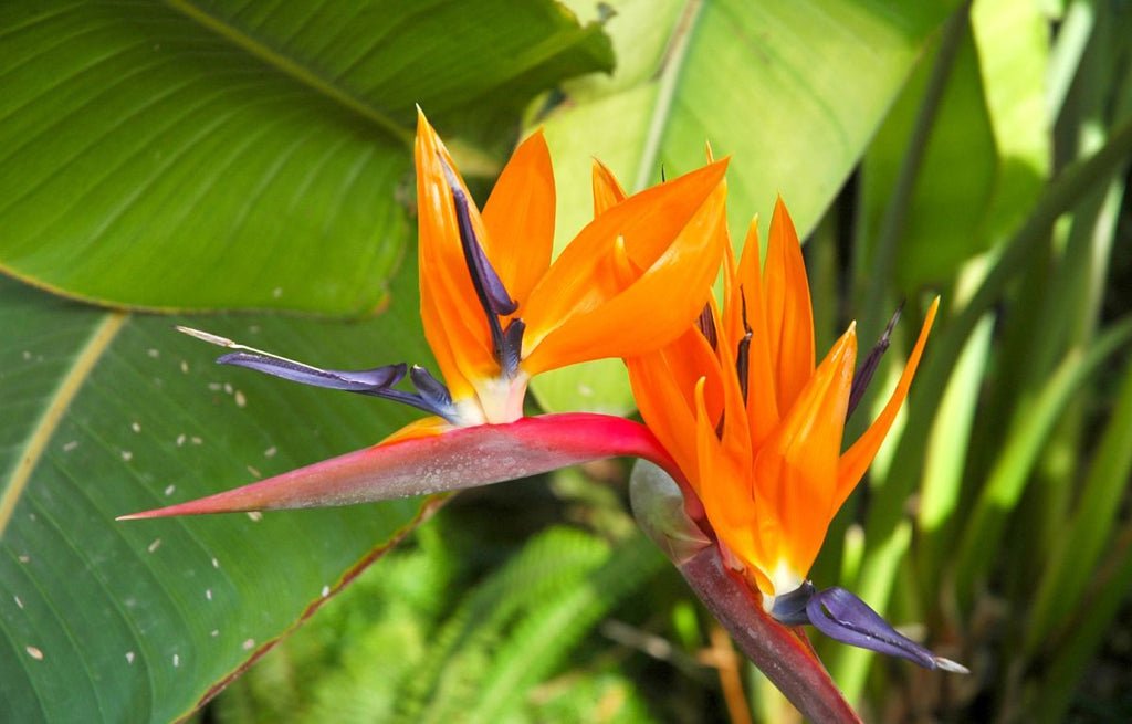 8 Plants That Transform Your Garden Into a Tropical Paradise