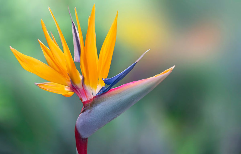 Caring for a Bird of Paradise (Strelitzia reginae)