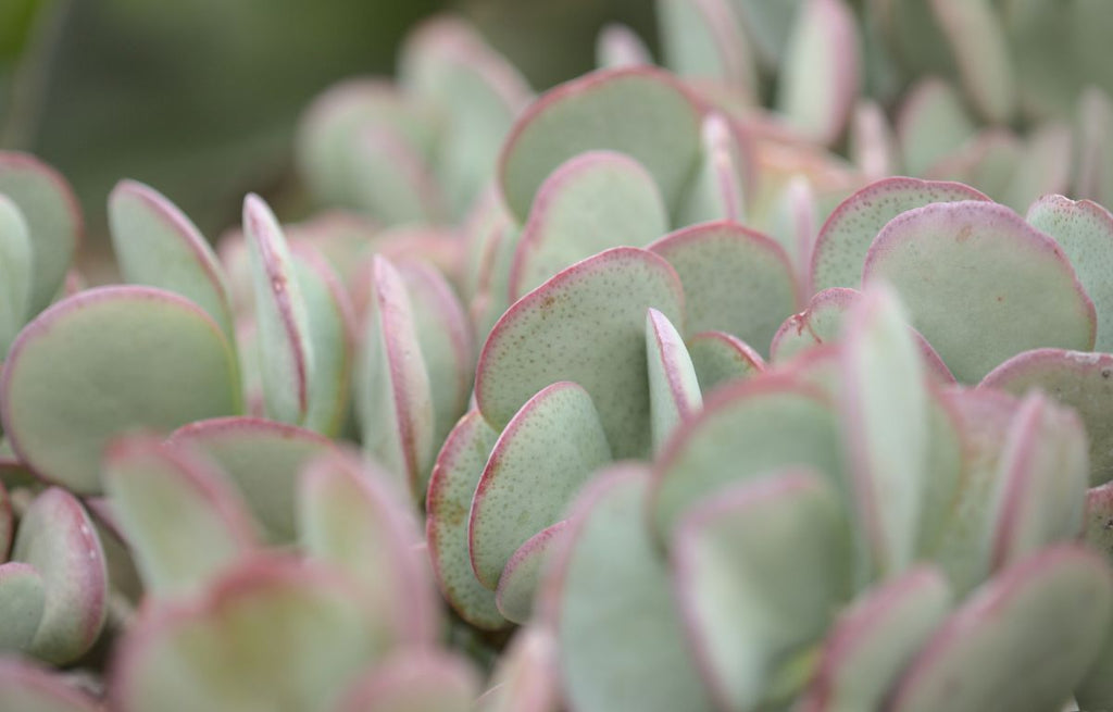 How to Care for Crassula ‘Blue Bird’