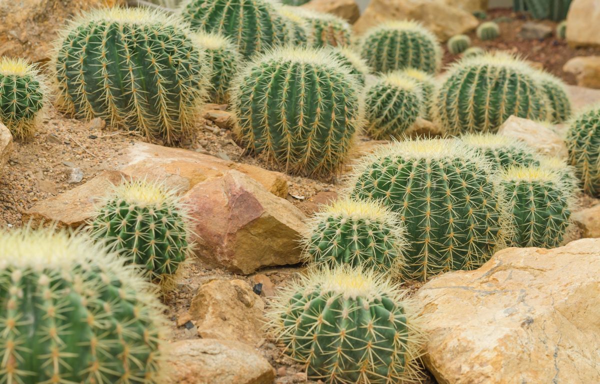 The Golden Barrel Cactus: A Beautiful Addition to European Gardens  The  Balcony Garden EU