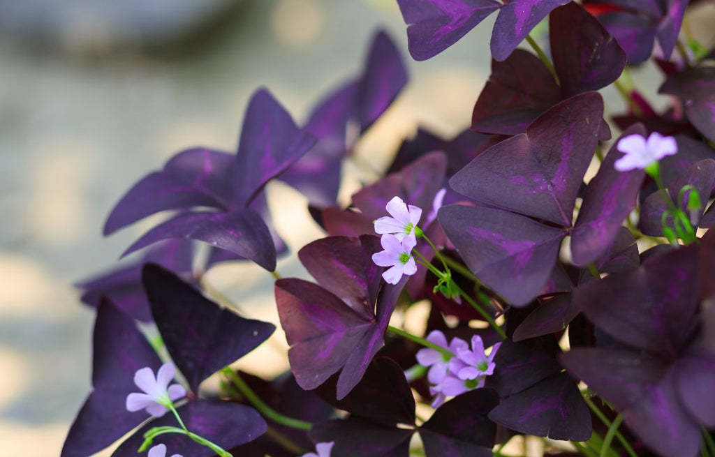 Oxalis Triangularis - Pianta Ballerina O Farfalla - VIVAIO GARDEN FOREST - Foto 2