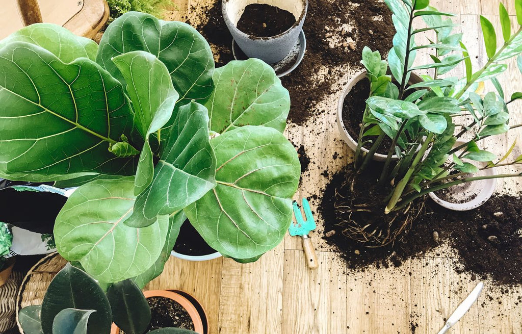 Repotting a fiddle leaf fig