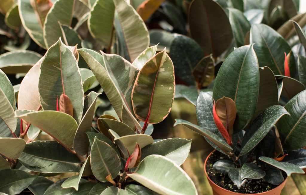 Caring for a Rubber Plant