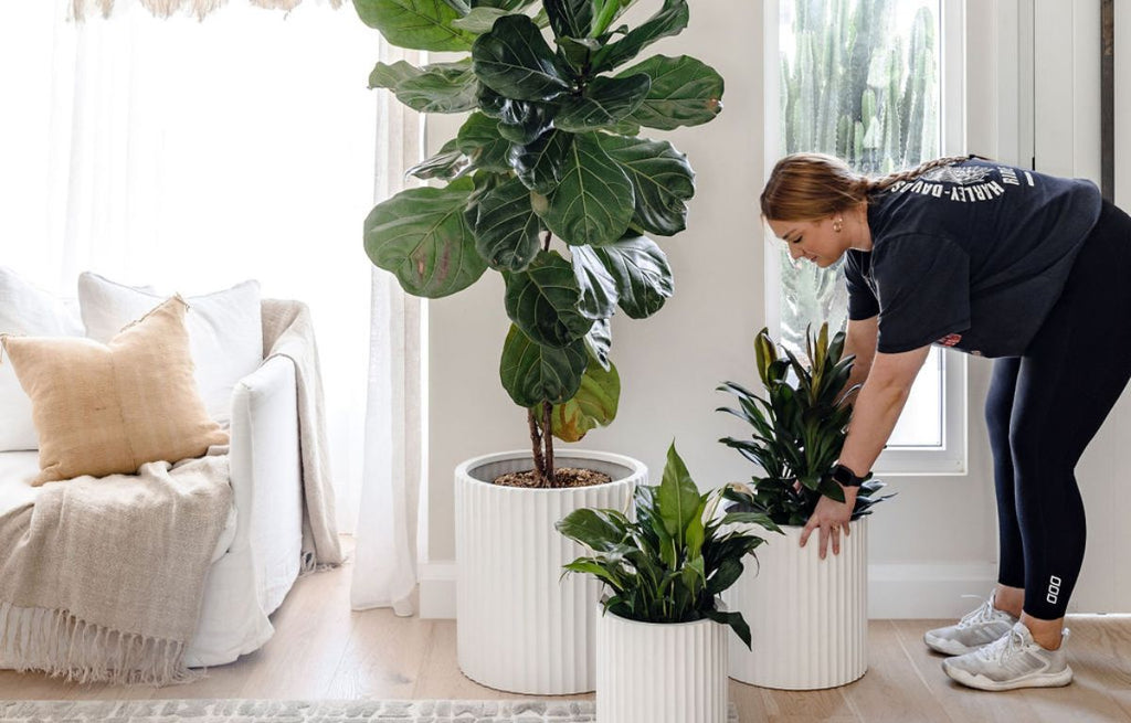 Spring Plant Care for Your Indoor Garden