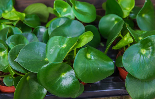 Peperomia Plants: 10 Unique Types and How to Care for Them