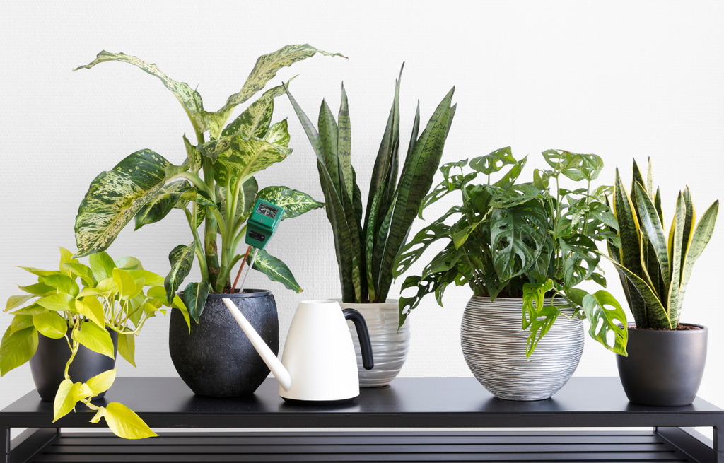 8 Low-Maintenance Indoor Plants Perfect for Beginners