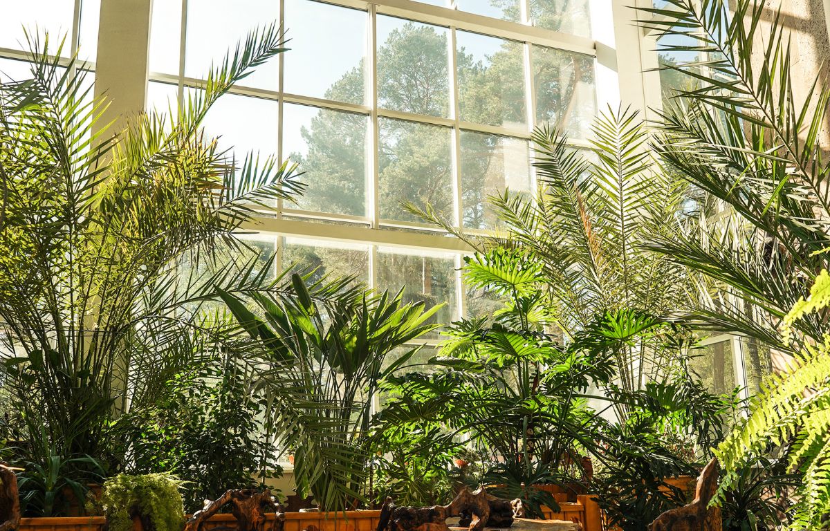 6 Indoor Trees to Enhance Your Space: The Best Options for a Lush and ...
