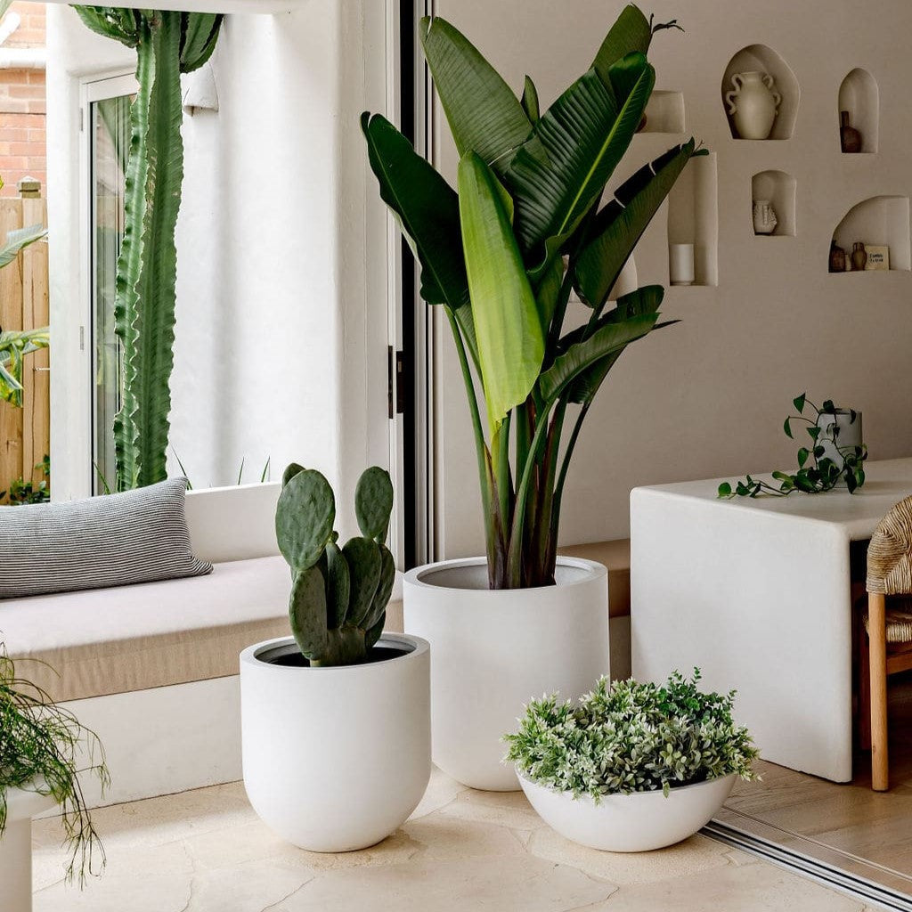 Caring for a Bird of Paradise (Strelitzia reginae)  The Balcony Garden EU
